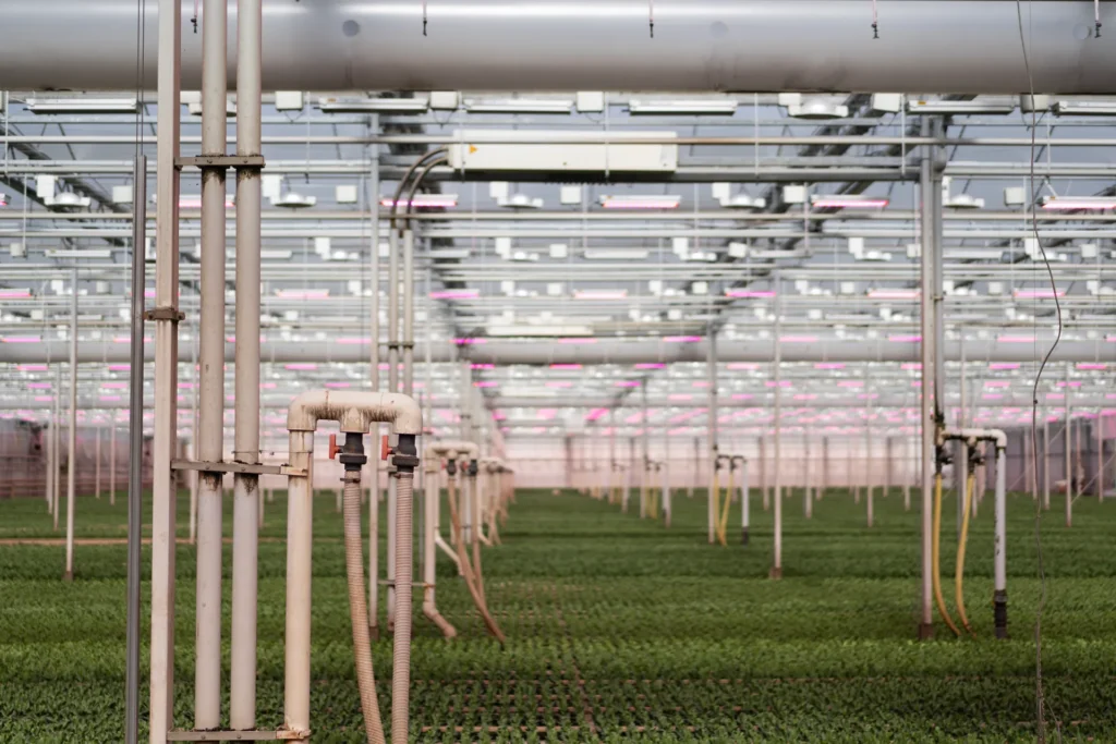 Greenhouse irrigation and water distribution system