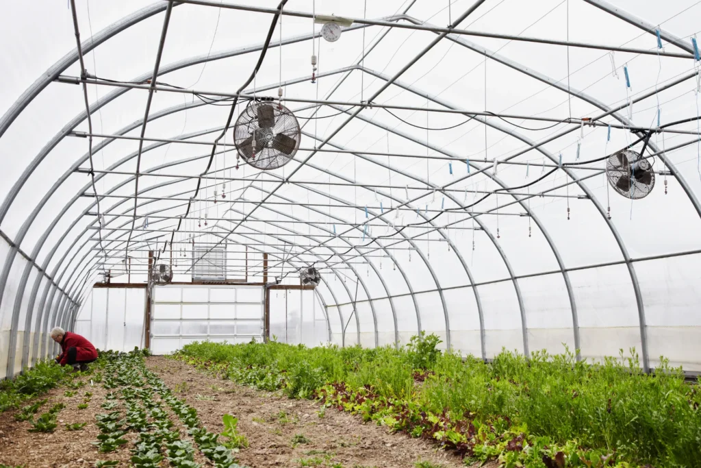 Grower tending crops inside a greenhouse