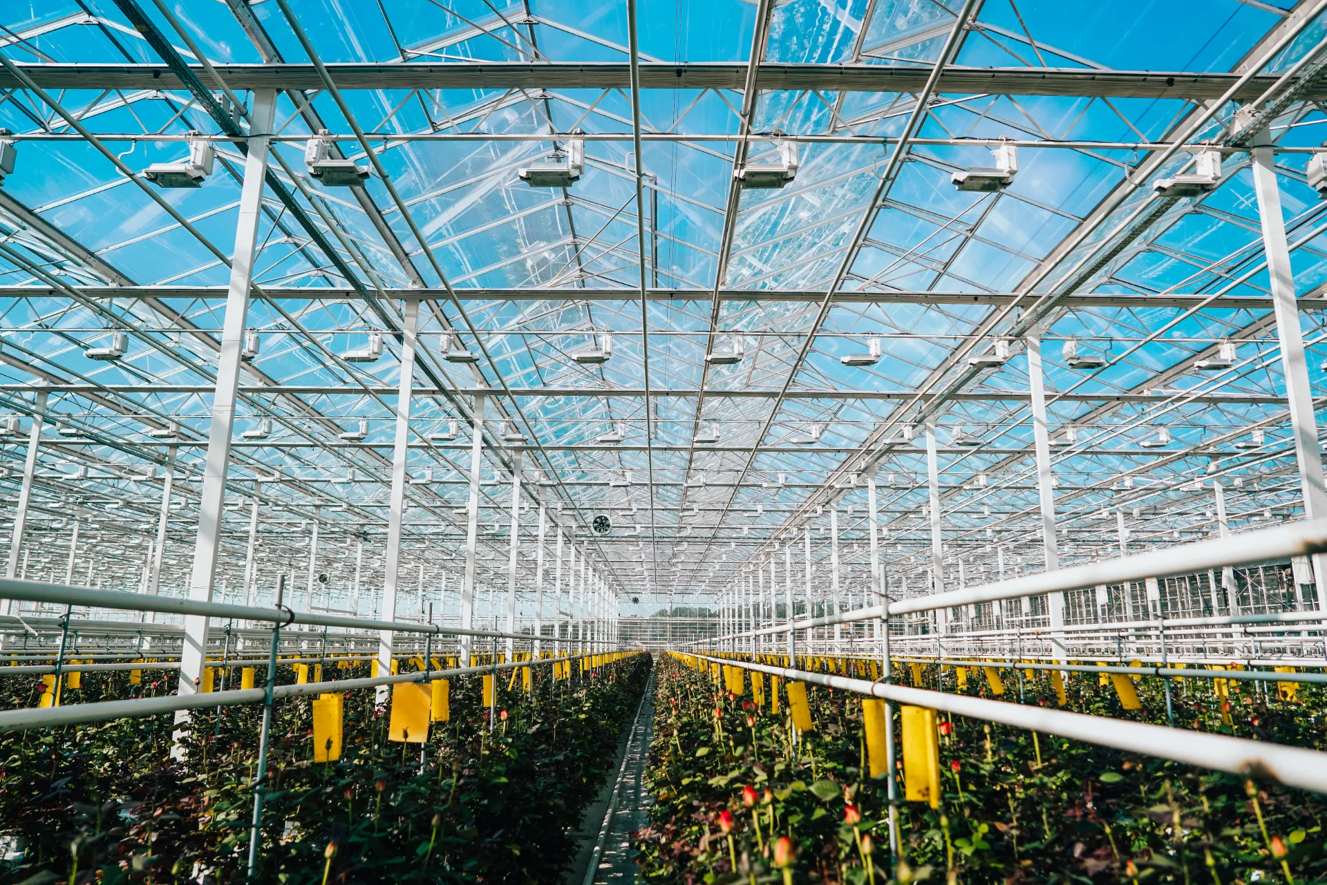 High-tech glass greenhouse with commercial crops