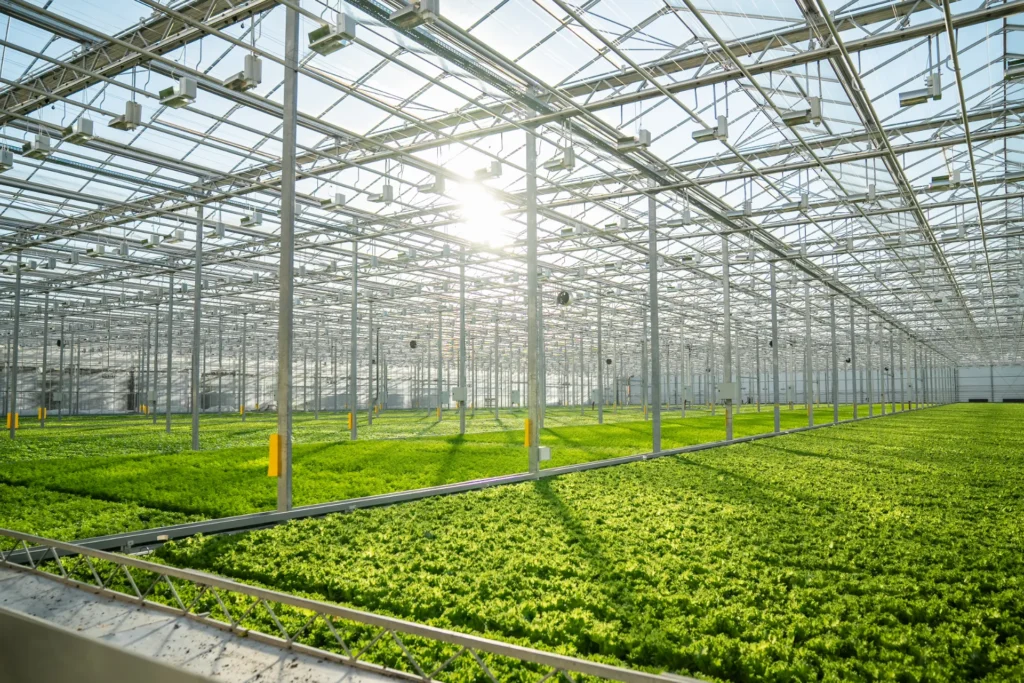 Lettuce crop inside a modern glass greenhouse